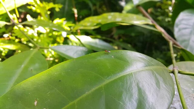 Aesthetic footage, Loboscelidiinae (Leaf-blister Sawfly) walking on leaves. 4k footage focused on the foreground. Perfect for a documentary in a tropical rainforest. Phylacteophaga froggatti.