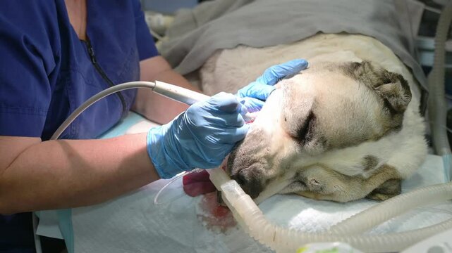 Cleaning big dog's teeth from tartar and plaque in vet clinic. Process of removing stones. Female veterinarian cleans pet's teeth with ultrasound while animal is lying on table under narcosis.