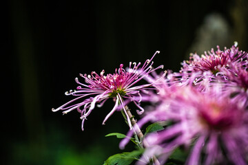 Close-up of Vibrant Pink Chrysanthemum Flowers
