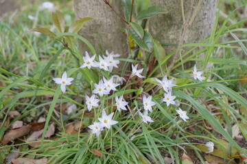 星形の花（ハナニラ）