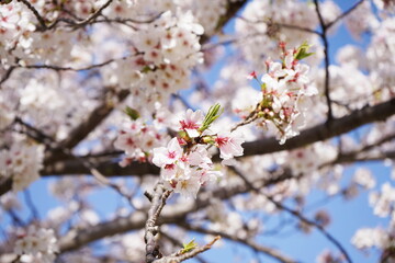 満開の桜