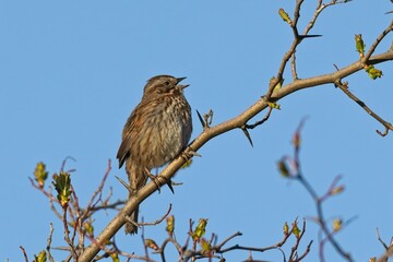  Song sparrow singing in a tree.