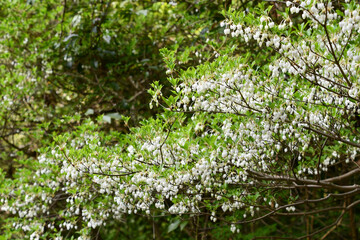 ドウダンツツジ