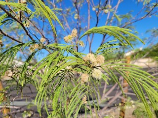 Clusters of dry threads formed from flowers on thin twigs among fern-like leaves of Lysiloma thornberi also known as Desert Fern, closeup