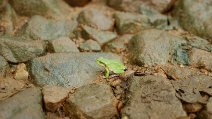 A tree frog standing on stones, Liaoning China. High quality photo