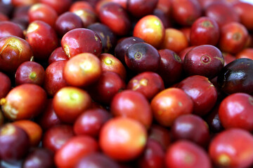 Coffee is one of the most widely consumed drinks in the world.