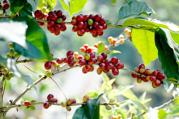 Coffee is one of the most widely consumed drinks in the world.