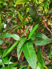 green leaves on a tree