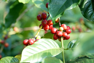 Coffee is one of the most widely consumed drinks in the world.