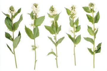 Fototapeta premium Close-up of delicate white flowers with green leaves. Five sprigs stand upright against a white background, displaying fresh, vibrant details