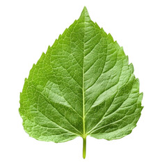 Obraz premium Bright Green Leaf with Texture and Veins Isolated on White Background for Nature or Sustainability Themes