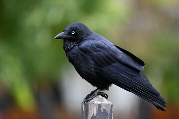 Side view of an Australian little raven, corvus mellori, perched on a wooden fence post, with out...