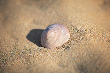 An image of a beautiful seashell on the beach.