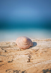 An image of a beautiful seashell on the ocean background.