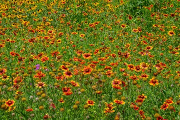 Colorful wildflowers 3