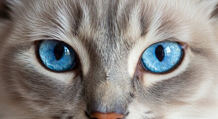 Closeup of a Cat with Vibrant Blue Eyes