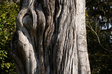 Close-up of aged, twisting tree bark at Middleton Place in Charleston, SC, revealing intricate natural textures and weathered wood grain