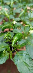 Fresh green chili