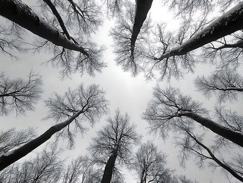 Winter forest canopy, looking up