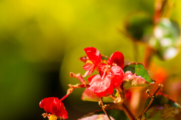 Beautiful red begonia flowers in nature