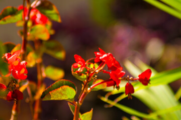 Beautiful red begonia flowers in nature