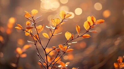 Sunlit garden trees with soft bokeh, a serene escape into nature's warmth.