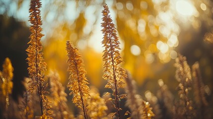 Naklejka premium Sunlit garden trees with soft bokeh, a serene escape into nature's warmth.