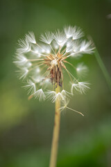 Delicate dandelion seeds (Taraxacum officinale) are shown in focus against a blurred green background. The seeds, attached to thin filaments, form a spherical shape atop a slender stem.