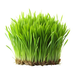 Lush Green Grass isolated on a transparent background