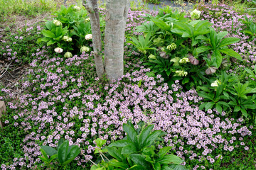 タイムとクリスマスローズ