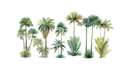 Obraz premium Assorted palm trees isolated on a transparent background PNG