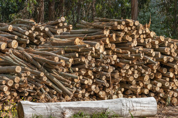 Pila de troncos de madera de eucalipto en un día de sol