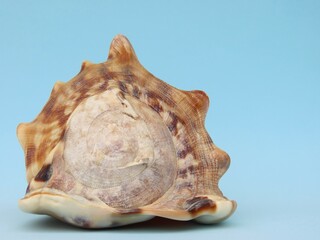 Large seashell Cassis tuberosa on light blue background.