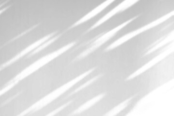 Abstract natural tree leaves shadow on white wall background