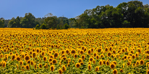 A vast field of sunflowers (Helianthus annuus) with vibrant yellow petals stretches across the landscape under a clear blue sky.