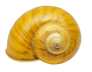 golden apple snail shell close-up with shiny spiral texture and natural golden yellow surface, realistic biological specimen for nature and design use, on isolated background
