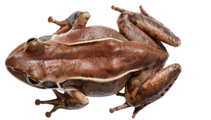 top view of brown frog with detailed skin texture and natural pattern, realistic amphibian reference for biology and nature study, on isolated background
