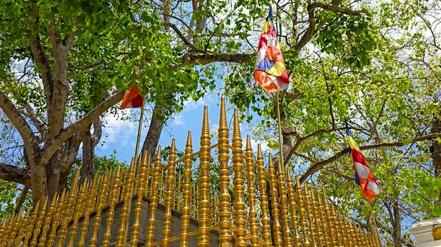 The sacred Jaya Sri Maha Bodhi tree, a revered pilgrimage site in Anuradhapura, Sri Lanka. One of the oldest historically documented trees with deep significance in Buddhism.