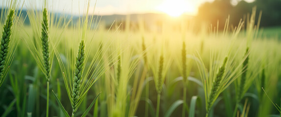 An informed depiction of agricultural commodities emphasizing advanced agribusiness techniques regulatory compliance and innovative market strategies for sustainable growth in  Photo Stock  Concept  a