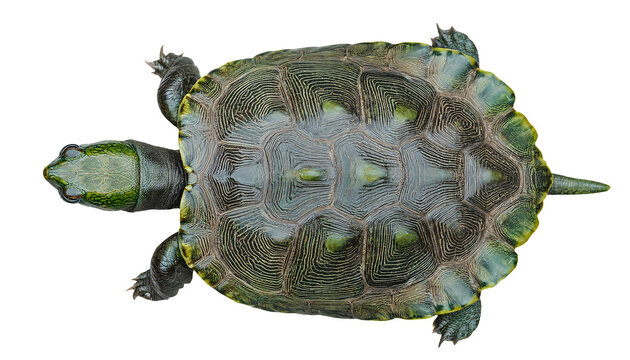 top view of freshwater turtle with detailed green shell and pattern texture, realistic biological specimen isolated for science and education, on isolated background
