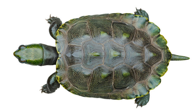 top view of freshwater turtle with detailed green shell and pattern texture, realistic biological specimen isolated for science and education, on isolated background
