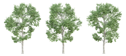3d ulmus minor trees on transparent background, png plant.