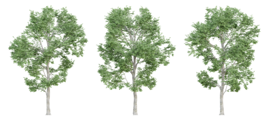 3d ulmus minor trees on transparent background, png plant.