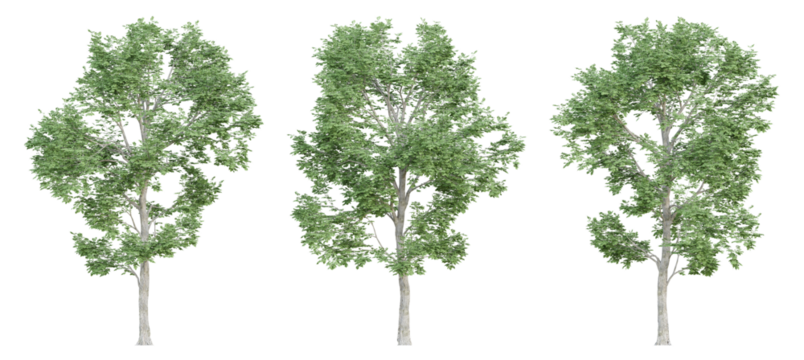 3d ulmus minor trees on transparent background, png plant.