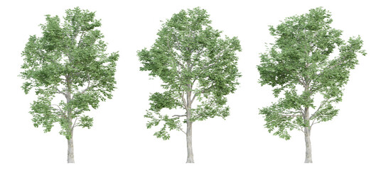 3d ulmus minor trees on transparent background, png plant.