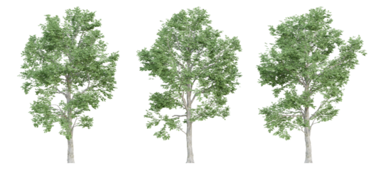 3d ulmus minor trees on transparent background, png plant.