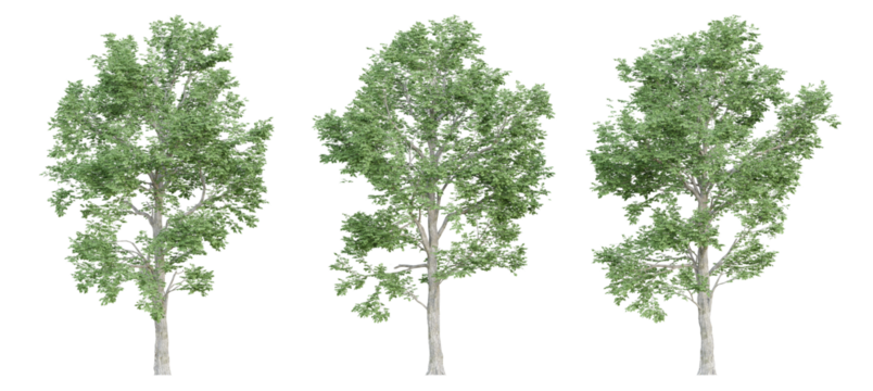 3d ulmus minor trees on transparent background, png plant.