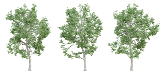 3d ulmus minor trees on transparent background, png plant.