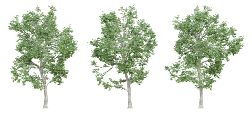 3d ulmus minor trees on transparent background, png plant.