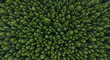 Aerial View of Lush Evergreen Forest A Stunning Drone Photography